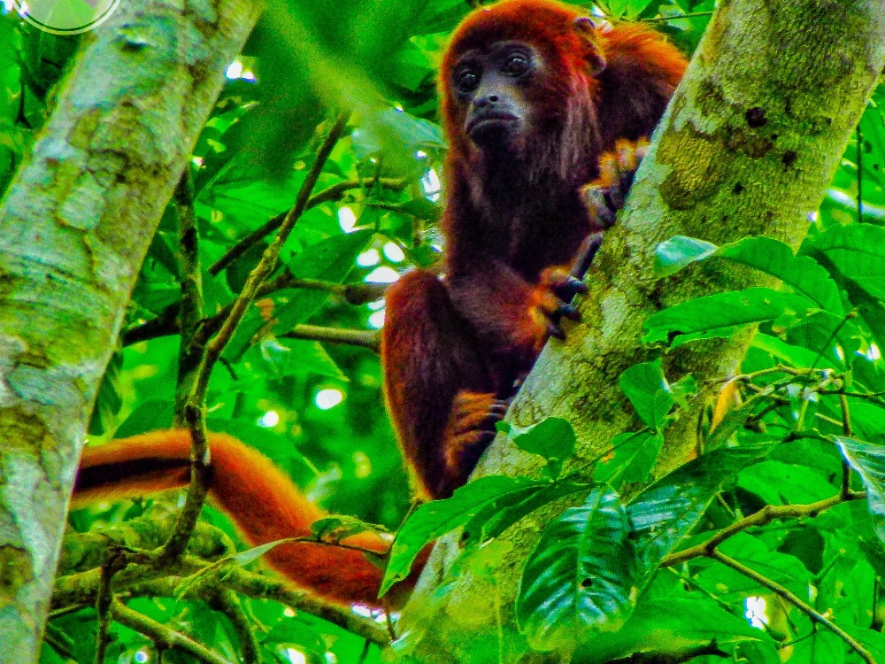 RESERVA SANTA ELENA Y LAS CUEVAS